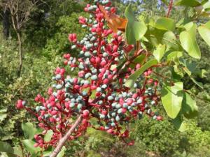 château de feuilles et la grène du pistachier