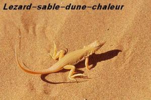 Lézard-sable- dune chaleur