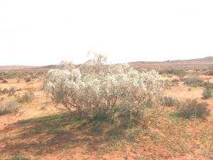 tamarix  région de Tiout