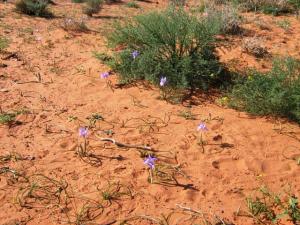 végétations région de Tiout