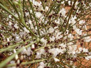 fleures de tamarix région de Tiout