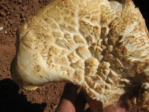 Champignons régions de djebel Aissa Tiout