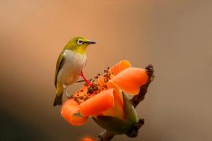 merveilles et magies de la nature