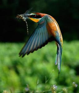 merveilles et magies de la nature