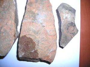 l’ammonite de ain ourka