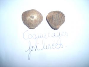 coquillages fossilisés région de Tiout