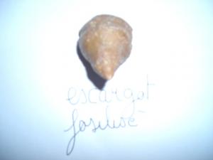 coquillage fossilisé