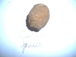 oursin fossilisé région de Tiout