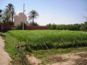 sidi Ahmed ben youssef Tiout