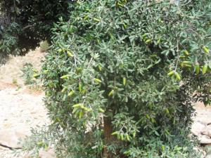 Les fruits du chêne