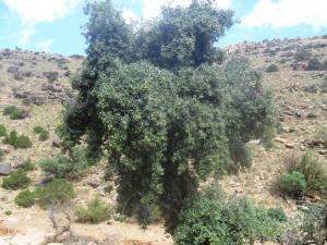 Les chênes de djebel aiss Tiout