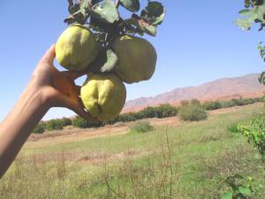 fruits du cognassier