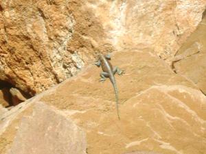 lézard de Ain Aissa Tiout