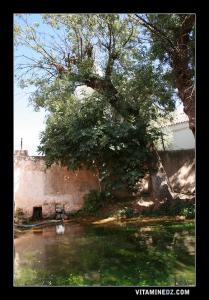 Source d'eau à Tafessra