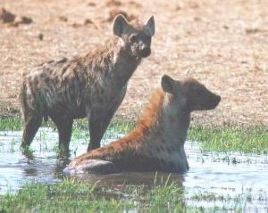 hyene région de naama
