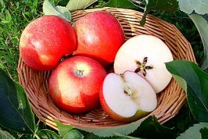 يابوس و بوحمامة منطقتان لانتاج التفاح