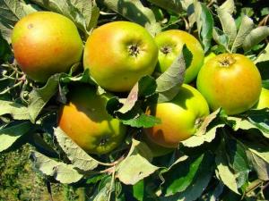 يابوس و بوحمامة منطقتان لانتاج التفاح