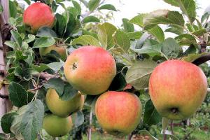 التفاح بمنطقة  يابوس و بوحمامة