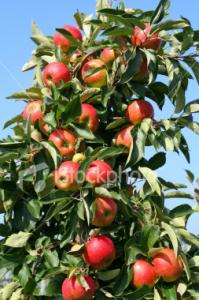 يابوس و بوحمامة منطقتان للتفاح