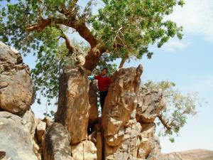 pistachier de ain ouarka
