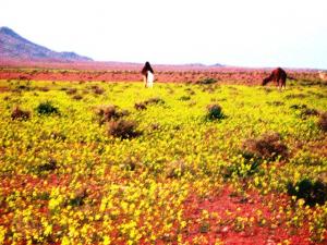végétations de tiout