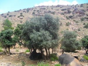 végétations de djbel aissa Tiout