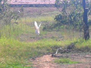Les oiseaux migrateurs à Tiout