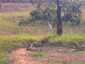 Les oiseaux migrateurs à Tiout
