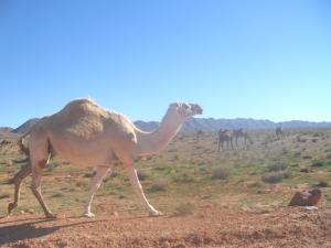 les Chameaux région de Tiout