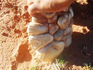 Champignons de Tiout