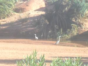 Les oiseaux migrateurs