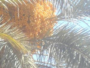 Palmiers de Tiout