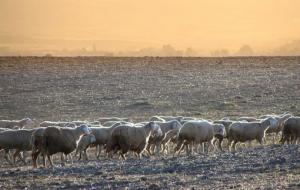 le berger avec son troupeau