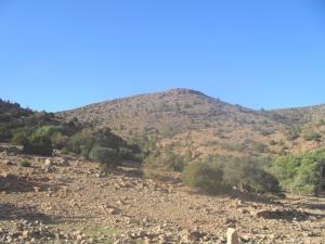 foret de Ain Aissa Tiout