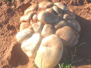 Champignons de Tiout