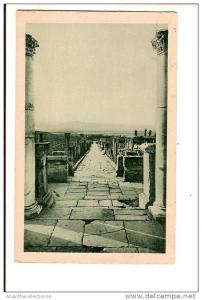 ALGERIE TIMGAD voie du cardo nord