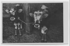 Veaux appartenant à la famille Tahraoui