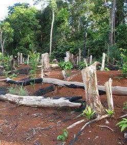 Afrique - Le Congo, deuxième poumon vert de la planète plus que jamais menacé