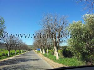 Mansourah Commune de Tlemcen  Route de Sabra
