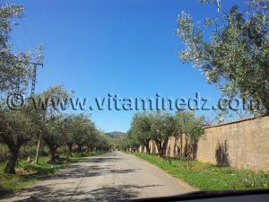 Mansourah Commune de Tlemcen