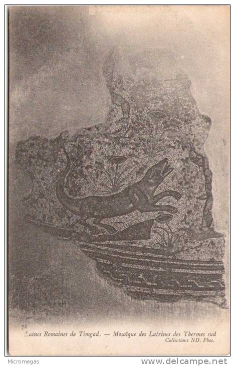 TIMGAD - Ruines Romaines-  Mosaique des Latrines des Thermes sud