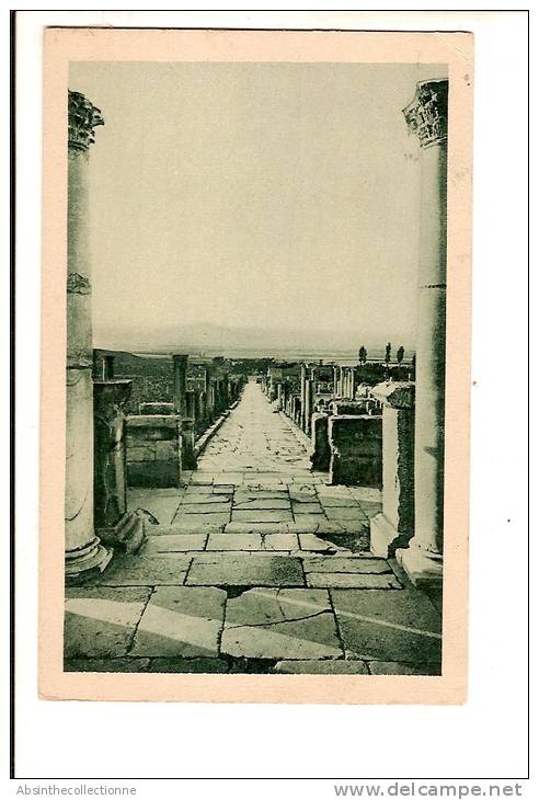 ALGERIE TIMGAD voie du cardo nord