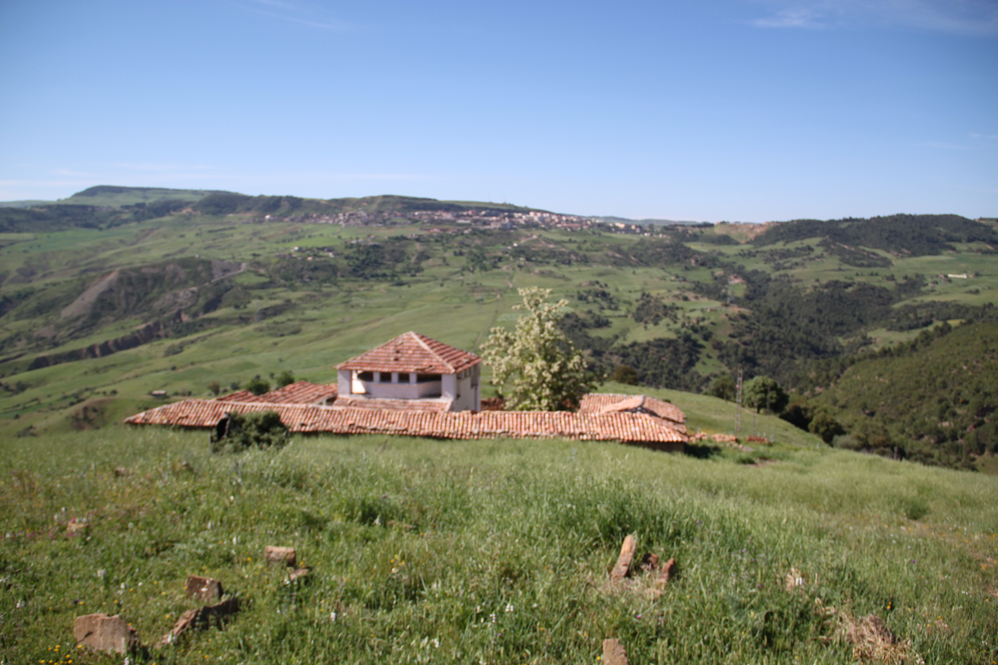 زاوية وزرة المدية