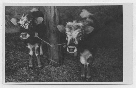 Veaux appartenant à la famille Tahraoui