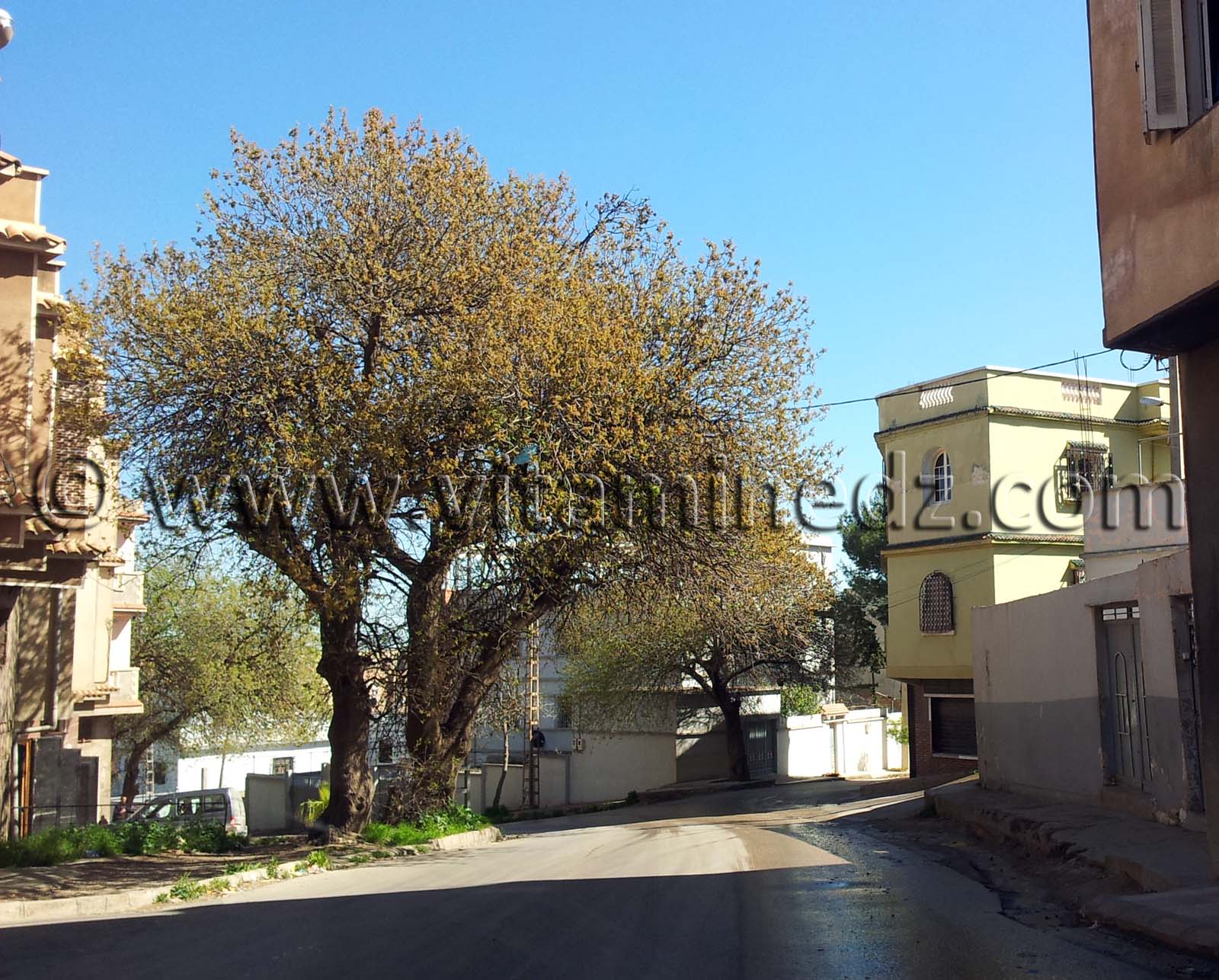 Rues de Tlemcen  Brea, Abou Tachfine