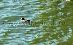 Canard sauvage au barrage de Hammam Boughrara
