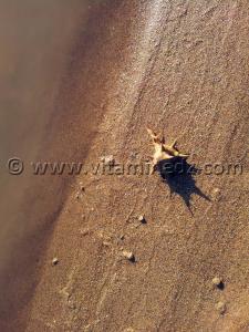 Coquillage, Rachgoun, Oued Tafna, Commune de Beni Saf
