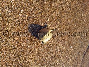 Tortue Rachgoun, Oued Tafna, Commune de Beni Saf