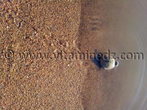 TORTUE, (Turtle) Rachgoun, Oued Tafna, Commune de Beni Saf