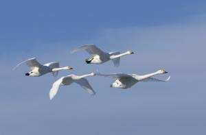 Parc national d'El Kala (El Tarf):  Une journée pour l’environnement au bord du lac Tonga  oiseaux migrateurs